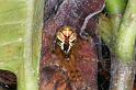 Theridion_pyramidale_D4077_Z_80_Alexandra hills Brisbane_Australie